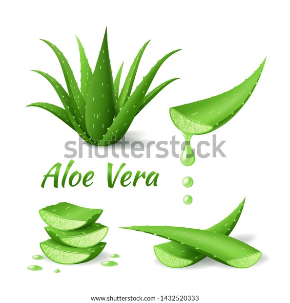 Set Aloe Vera Realistic Green Plant Stock Vector Royalty Free
