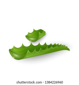 Set of aloe vera Vector illustration isolated on white background