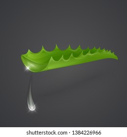 Set of aloe vera Vector illustration isolated on dark background