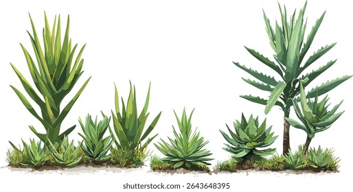 Conjunto de aloé yucca, aloifolia Yucca, baioneta espanhola, planta adaga, corte isolado de árvore, tamanho médio e pequeno, ilustração vetorial, plantas de xeriscape, paisagem árida, arbusto ornamental.