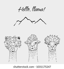 Set of alpaca heads. Hand drawn vector llustration