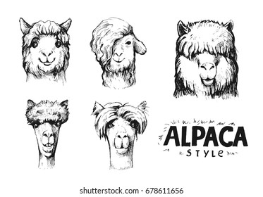 Set of alpaca heads. Hand drawn vector llustration