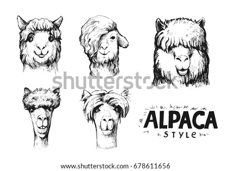 Set of alpaca heads. Hand drawn vector llustration