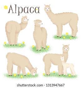 A set of alpacas with white hair