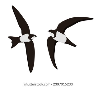 Set of Alpine swift bird. Tachymarptis melba isolated on white background. Apus melba is flying. Vector illustration.