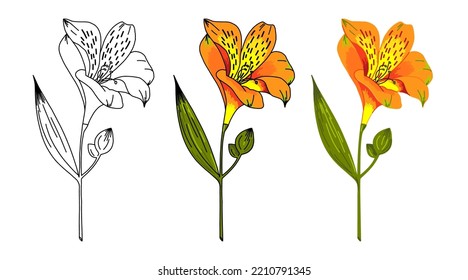 Set of alstroemeria flowers. Vector illustration for design of cards, invitations, stickers. Contour and color