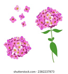 Set of Alyssum flowers isolated on a white background. vector illustration.
