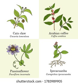 Set of amazonian edible and medicinal plants. Hand drawn botanical vector illustration