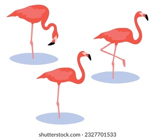 Juego de flamingo americano caribeño. Rúbrica fénicoptera aislada en el fondo blanco. Pájaro rosa parado y caminando en el agua. Ilustración vectorial.