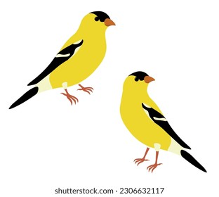 Juego de ataúdes americanos (Spinus tristis). Ave amarilla aislada en fondo blanco. Ilustración vectorial.