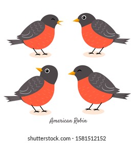 Set of American robin birds isolated on a white background. cute cartoon animal vector illustration.