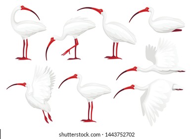 Set of american white ibis flat vector illustration cartoon animal design white bird with red beak on white background side view