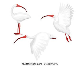 Set american white ibis head looks back flat vector illustration cartoon animal design white bird with red beak on white background side view