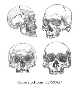 Set of anatomic skull in different conditions and views, weathered and museum quality, detailed hand drawn illustration. Vector Art. 