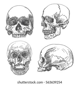 Set of anatomic skull in different conditions and views, weathered and museum quality, detailed hand drawn illustration. Vector Art. 