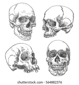 Set of anatomic skull in different conditions and views, weathered and museum quality, detailed hand drawn illustration. Vector Art. 