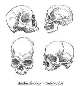 Set of anatomic skull in different conditions and views, weathered and museum quality, detailed hand drawn illustration. Vector Art. 