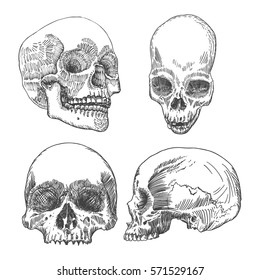 Set of anatomic skulls in different directions, weathered and museum quality, detailed hand drawn illustration. Vector Art. 