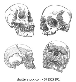 Set of anatomic skulls in different directions, weathered and museum quality, detailed hand drawn illustration. Vector Art. 