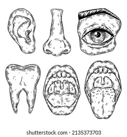 A set of anatomical body parts and human organs hand drawn sketch style. Vector illustration.