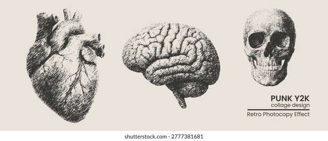 Set anatomical illustrations 