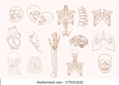Set of Anatomy elements in one line. Human skeleton and inner organs skull, brain, lungs, spine, thigh, heart, ribs. Editable vector illustration.