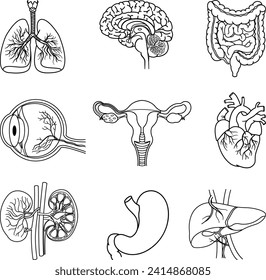 Set of Anatomy of Human Organs for Coloring. Vector Illustration of Lungs, Brain, Intestines, Eyes, Heart, Kidneys, Liver, Stomach and Female Reproductive System