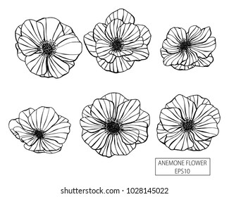 Set of anemone flowers hand drawn. Vector illustration. eps10