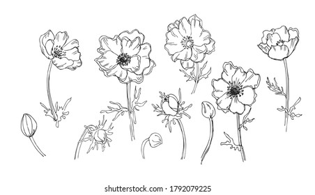 ベクター アネモネ花柄の植物 野春の葉やま草 白黒の彫刻インキアート 白い背景にアネモネイラストエレメント のベクター画像素材 ロイヤリティフリー Shutterstock