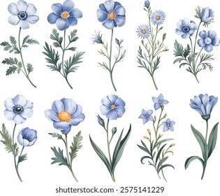 Set of anemone watercolor flower. Blue anemones flower isolated on a white background.