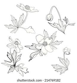 Set of anemones, flowers and leaves