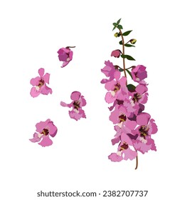 Set of Angelonia flower isolated on a white background. vector illustration.