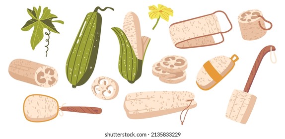 Set of Angled Luffa, Ribbed Gourd Fruits, Sliced and Whole Fresh or Dry Plants Pieces. Eco Friendly Loofah Sponges, Brushes for Body, Zero Waste Pumice or Washcloth. Cartoon Vector Illustration