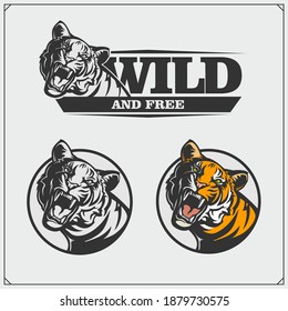 Set of angry tiger heads. Print design for t-shirt. Tattoo and sport club design.