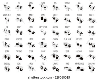 Set of Animal and Bird Silhouettes and Trails with Name 