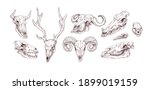 Set of animal and bird skulls in vintage style. Front and side views of engraving scary skeletons of cow, buffalo, deer, goat, ox, sheep and wolf. Vector illustration isolated on white background