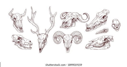 Set of animal and bird skulls in vintage style. Front and side views of engraving scary skeletons of cow, buffalo, deer, goat, ox, sheep and wolf. Vector illustration isolated on white background