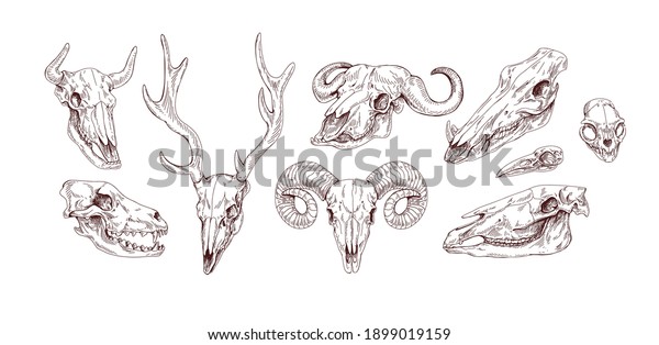 Set of animal and bird skulls in vintage\
style. Front and side views of engraving scary skeletons of cow,\
buffalo, deer, goat, ox, sheep and wolf. Vector illustration\
isolated on white\
background