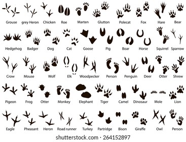 Set of animal and bird trails with name 