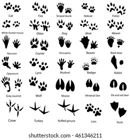 Set of animal and bird trails with name 