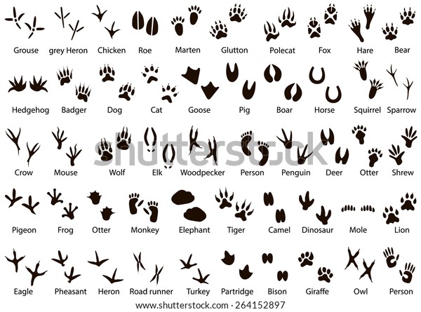 Set of animal and\
bird trails with name 