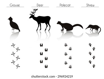 Set of Animal and Bird Trails with Name.Vector Set of Black Forest Animals and Birds Silhouettes: Grouse, Deer, Polecat, Shrew. Hand Drawn Vector Illustration.