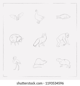 Set of animal icons line style symbols with rat, carp, bat and other icons for your web mobile app logo design.