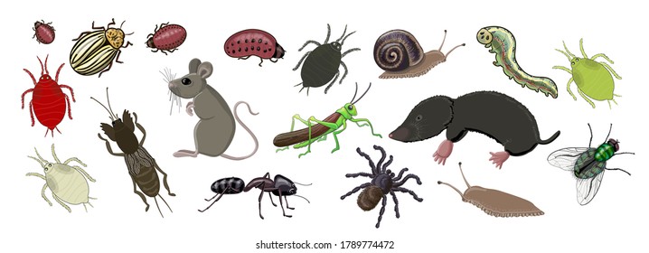 Set of animal pests of fields and gardens - mole, casting, caterpillar, spider, mouse, locust, fly, mole cricket, slug, Colorado potato beetle, aphid, ant. Drawing isolated on a white background.