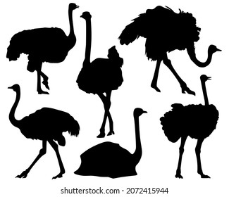Set of animal silhouettes in black. Set of flat ostrich icons isolated on a white background.