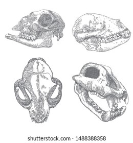 Set of animal skulls, engraving hand drawing heads. Dog, wolf, coyote predators. Goat or sheep farm animal. Domestic home cat. Boho style tattoo. Witchcraft magic attribute for Halloween. Vector.