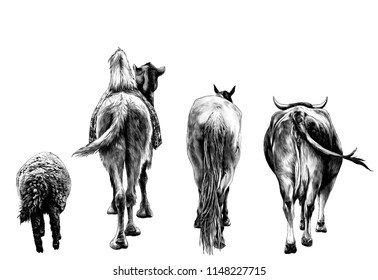 set of animals from the back of a sheep camel horse and the cow and the ass go ahead , sketch vector graphics monochrome illustration on white background