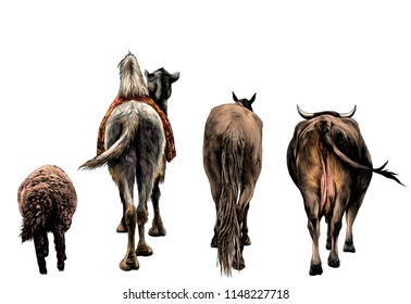 set of animals from the back of a sheep camel horse and the cow and the ass go ahead , sketch vector graphics color illustration on white background