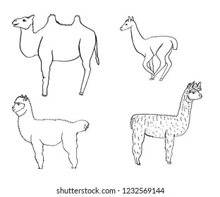 Set of animals. Camel. Lama. Alpaca.