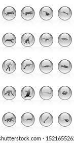 Set of animals icons vector design.  Animals icon collection. Evolution illustration